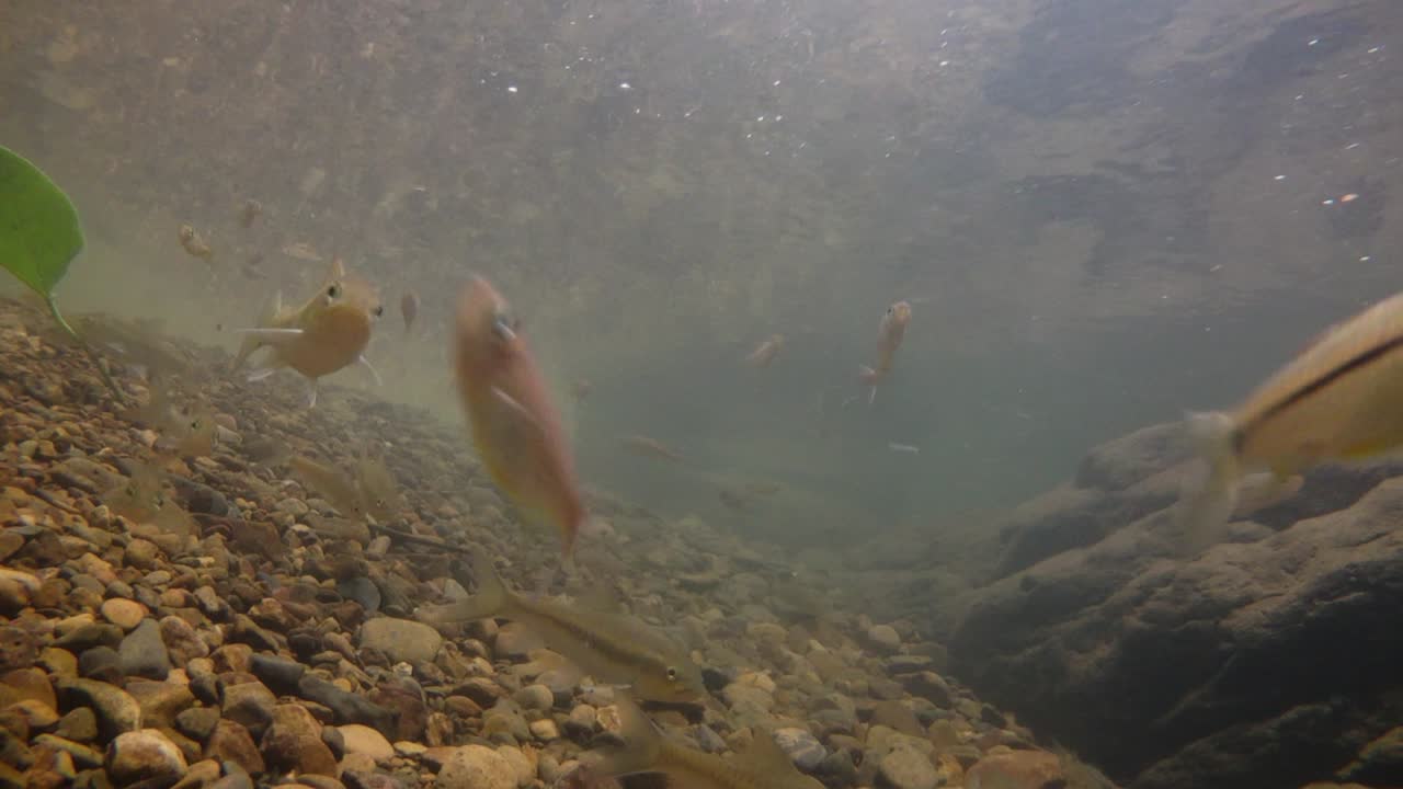 kaeng krachan 국립 공원은 많은 환상적인 야생 동물의 서식지이며 개울은 동물이 마시고 물고기가 헤엄칠 수 있는 신선한 물의 생명원입니다.