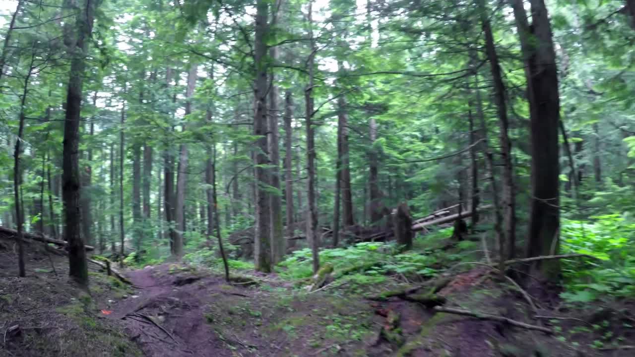 vista de un área forestal 4k