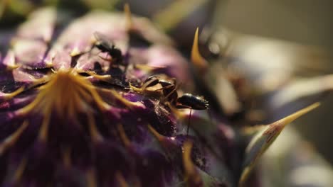 close plan shot of the ant on the flower