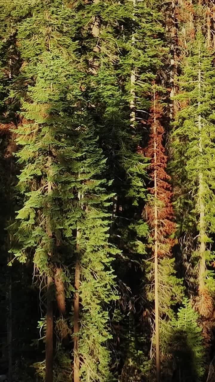 Trees and road viewed from above in USA forest landscape