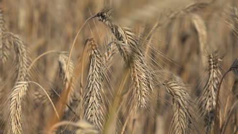 Roggenkorn-Wird-Für-Mehl,-Brot,-Bier,-Knäckebrot,-Einige-Whiskys,-Einige-Wodkas-Und-Tierfutter-Verwendet