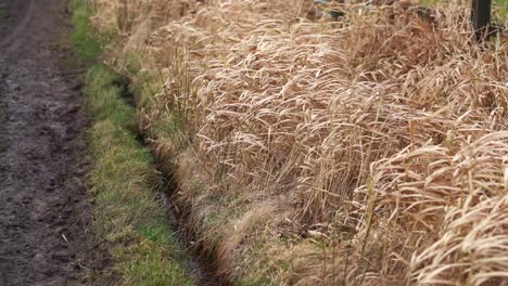 Hohes-Trockenes-Gelbes-Gras-Auf-Einem-Feldweg,-Der-Bei-Starkem-Wind-Weht