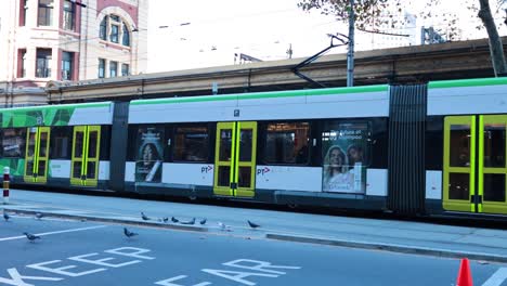 tram moving through city street with pigeons