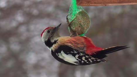 middle spotted woodpecker hang upside down and feed from seed grain ball