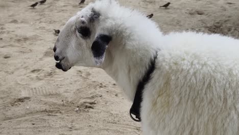 white sheep in a sandy environment