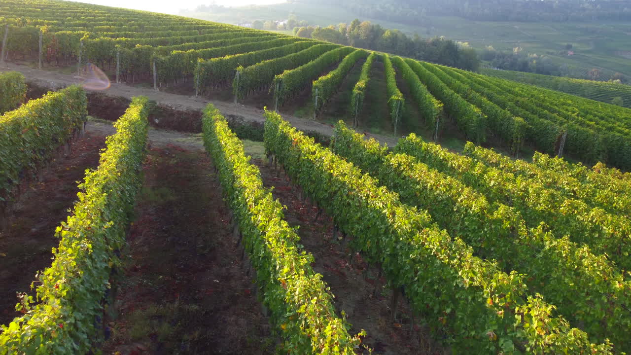 Veduta aerea di campo agricolo con vigneto biologico