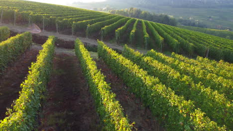 organic vineyard agriculture field aerial view