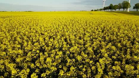 yellow canola oil flowers in serene field, aerial, poland