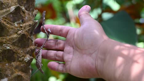 man touch a peacock mantis pseudempusa pinnapavonis on a palm tree trunk with his hand, tropical forest thailand asia