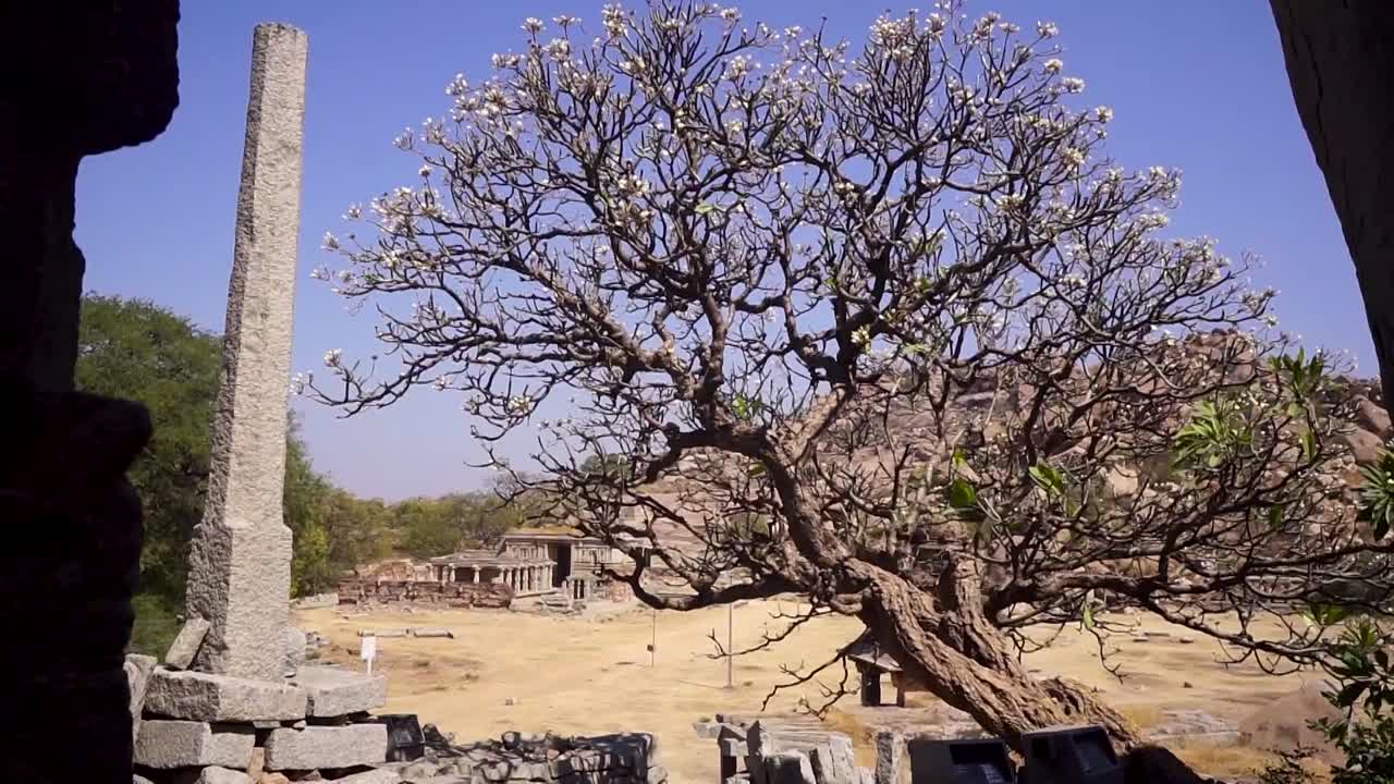 árbol antiguo en hampi, india