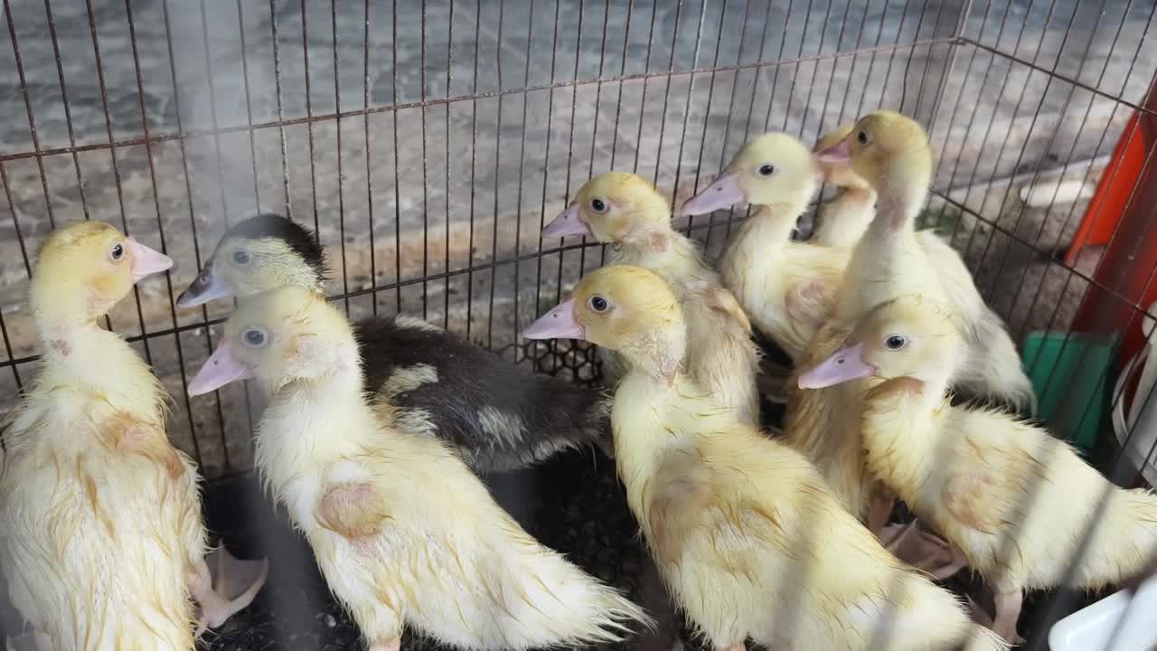 새끼 오리들은 동굴에 혀 있습니다.