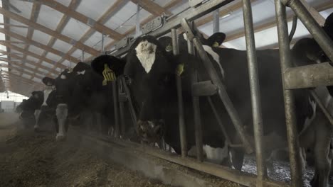 cows eating in modern farm stall