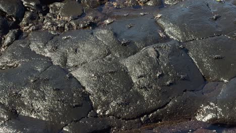 Group-of-small-Hawaiian-rock-crabs-basking-in-the-sun