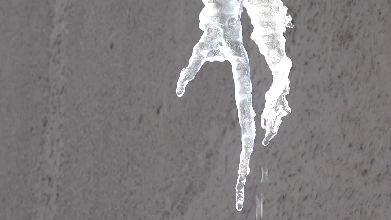The water dripping from icicles. Shooting in the winter