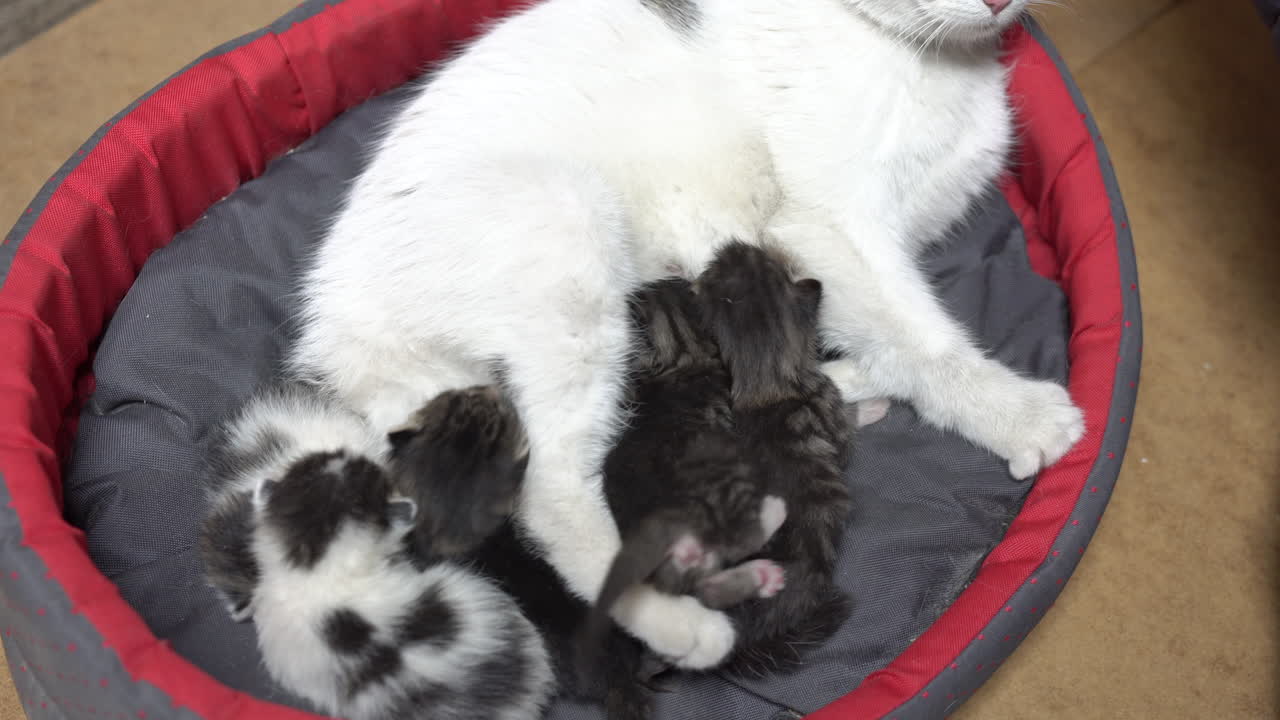 Gatinhos recém-nascidos mamando em sua mãe, em close-up