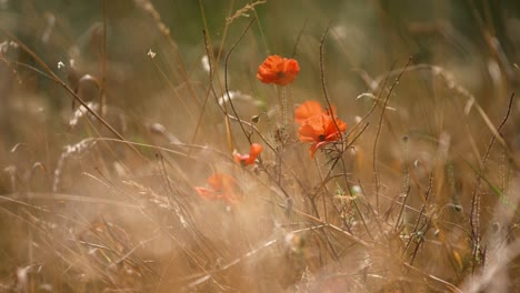 beautiful flowers growing among grass in a windy meadow