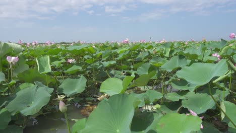 thickets of blooming lotus flowers on lake