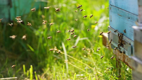honey bees flying back to their beehives and hovering in the air. insects crawling around the entrance slot. green grass at backdrop in blur.