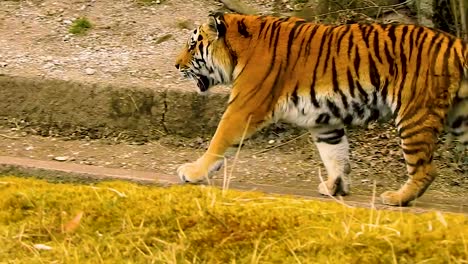 wideshot of two tigers meeting each other and scratching back