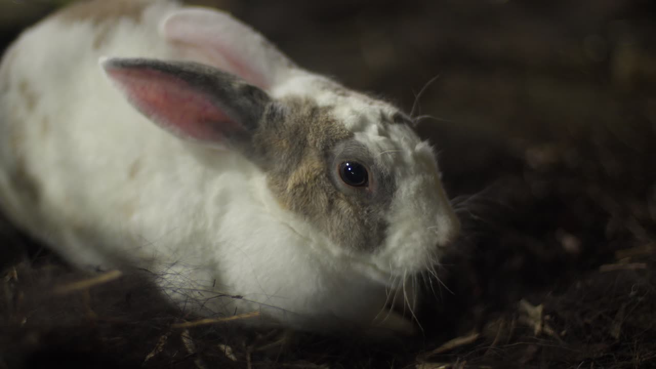 White and brown rabbit resting on the ground in soft lighting indoors, close-up shot