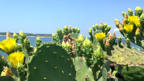 cactus plant with yellow flowers on the adriatic sea in croatia