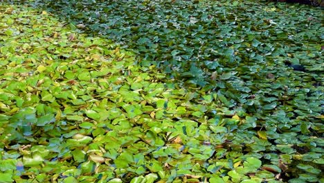 Sunlight-and-shadows---Closeup-on-water-lilies-in-Queens-Gardens,-Perth,-WA