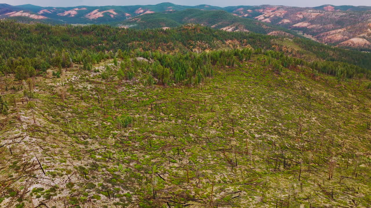 Damaged Forest After Fire, Aerial View