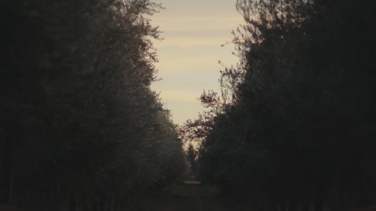 Olive trees at dusk