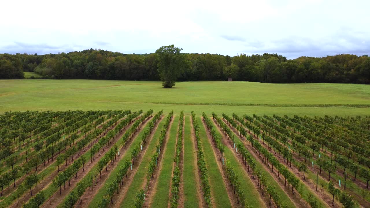 Backwards Ariel of Vineyard with lone tree in shot, Clemmons NC