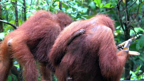 orangutans sit facing away from camera