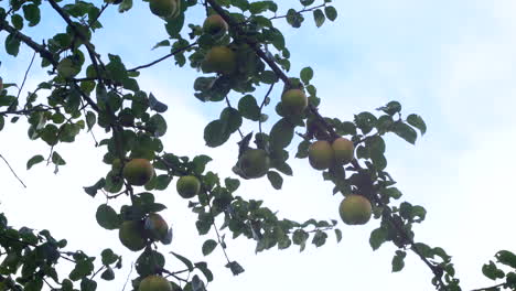 Green-apples-blowing-in-the-wind-on-an-apple-tree-branch