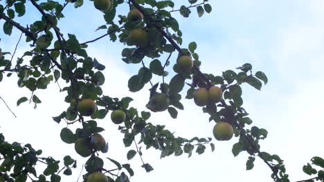 green apples blowing in the wind on an apple tree branch