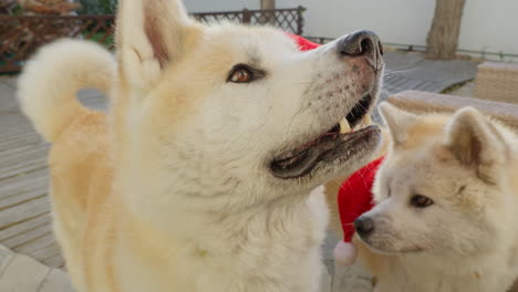 pair of akita inu dogs, showcasing amusing expressions as they charmingly request christmas gifts, creating a delightful and entertaining scene