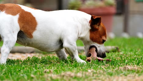 Side-view-of-pet-Jack-Russell-terrier-on-grass-chewing-on-bone