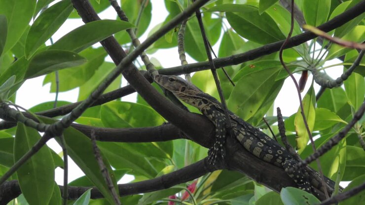 Jonge Aziatische watervaraan, ook bekend als varanus salvator, vredig rustend op een boomtak in een mangrovebos, Zuidoost-Azië, Thailand.