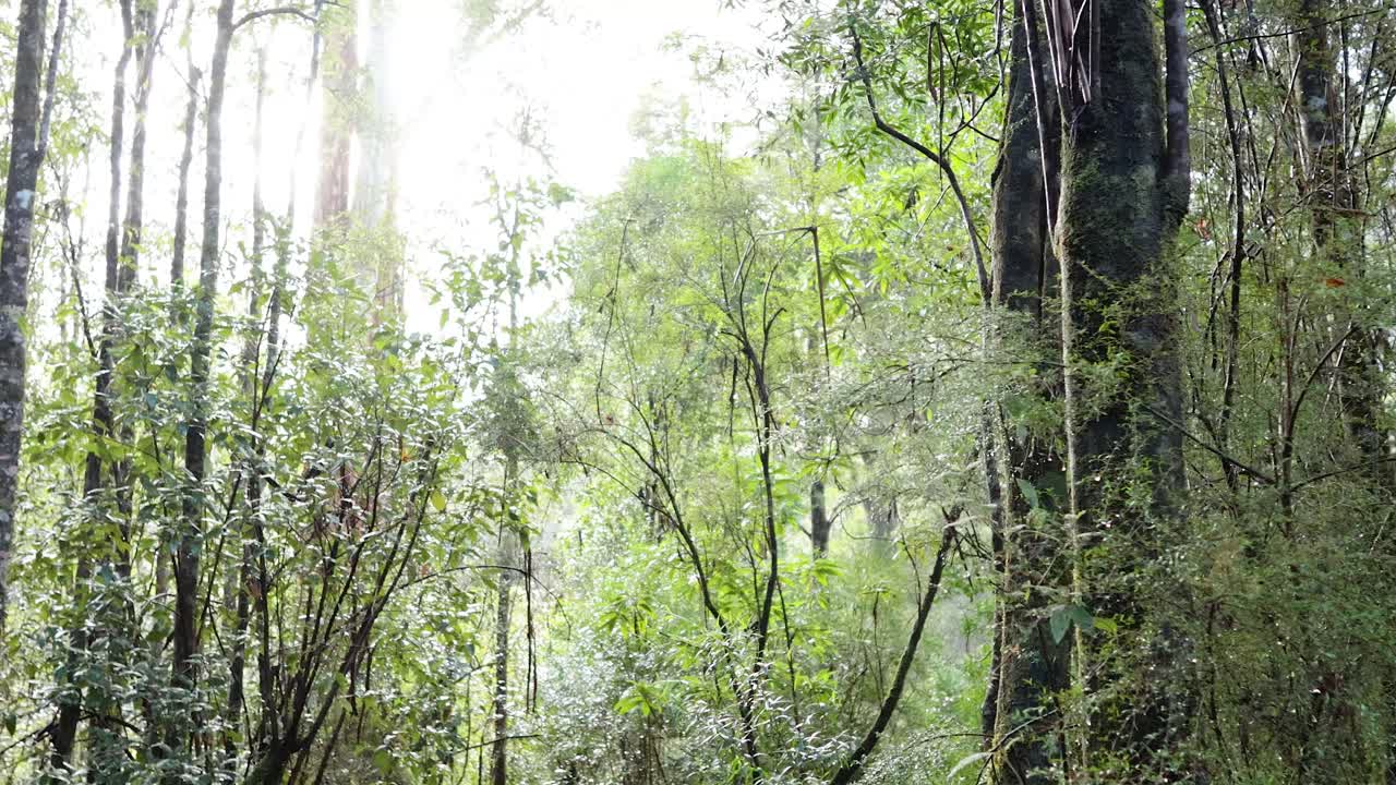 울창한 초록색과 오스트레일리아 열대우림의 평온함