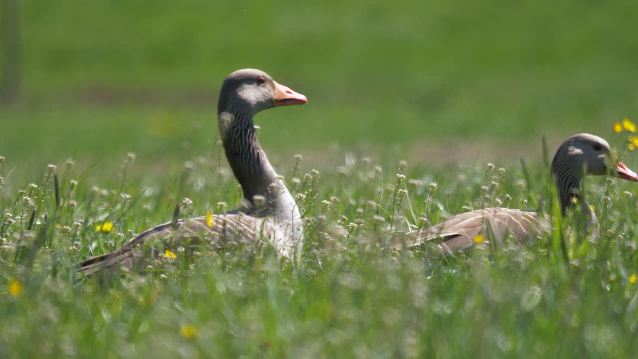 Close up shot of wild goose in green grass field grazing and looking for food. Sunny day outdoors in nature. Prores high quality clip.