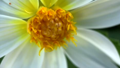 extreme close up of the center of a daisy flower