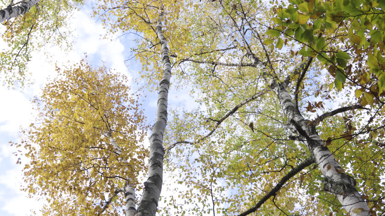 가을에 색이 변하는 키 큰 나무의 화려한 낮은 각도 패닝 샷