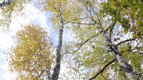 Gorgeous-low-angle-panning-shot-of-the-tall-trees-changing-colors-in-Autumn