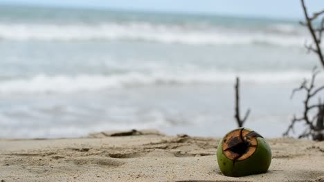 un coco abierto verde tendido en una playa caribeña en costa rica