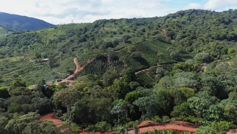 aerial view of a coffee plantation on a mountain