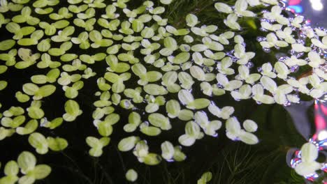 Static-slow-motion-shot-of-green-Lemna-minor-plant-on-a-surface-of-a-tank-with-led-light-reflection