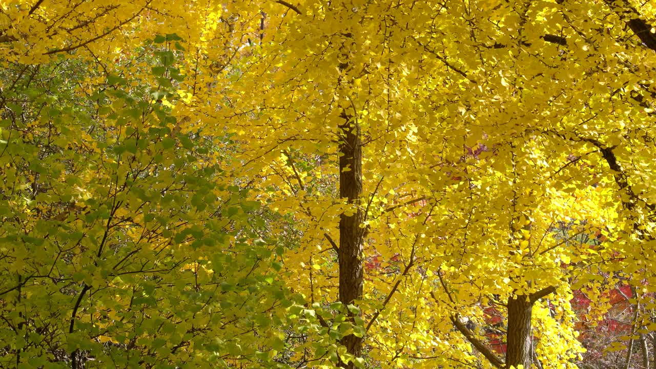 햇빛 아래 가을 공원에 있는 메이든헤어 트리 또는 은행나무