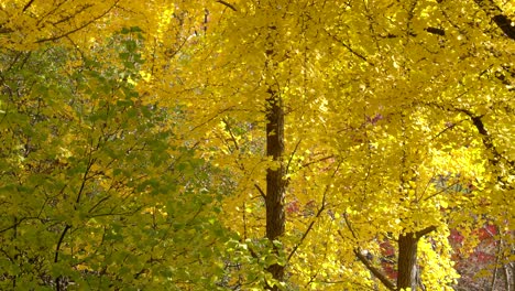 maidenhair tree or ginkgo biloba in autumn park under sunlight