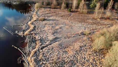 reveal shore with reed and driftwood, frozen morning, orbit circling aerial