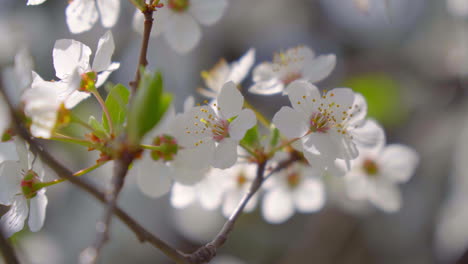 close-up of branches covered with flowering colors