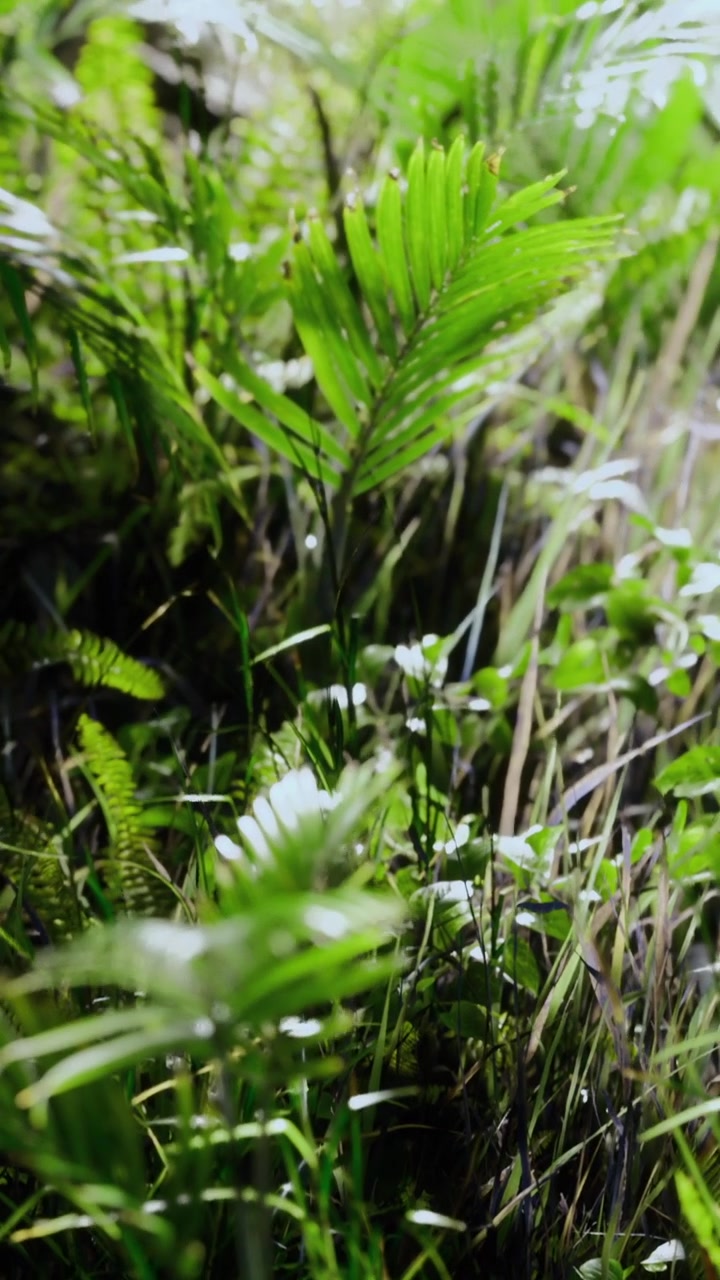Close view of green plants and grass in a natural setting during daytime
