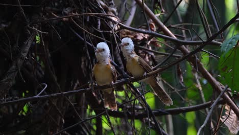 Two-individuals-perched-together-looking-around-and-chirping,-Collared-Babbler-Gampsorhynchus-torquatus,-Thailand