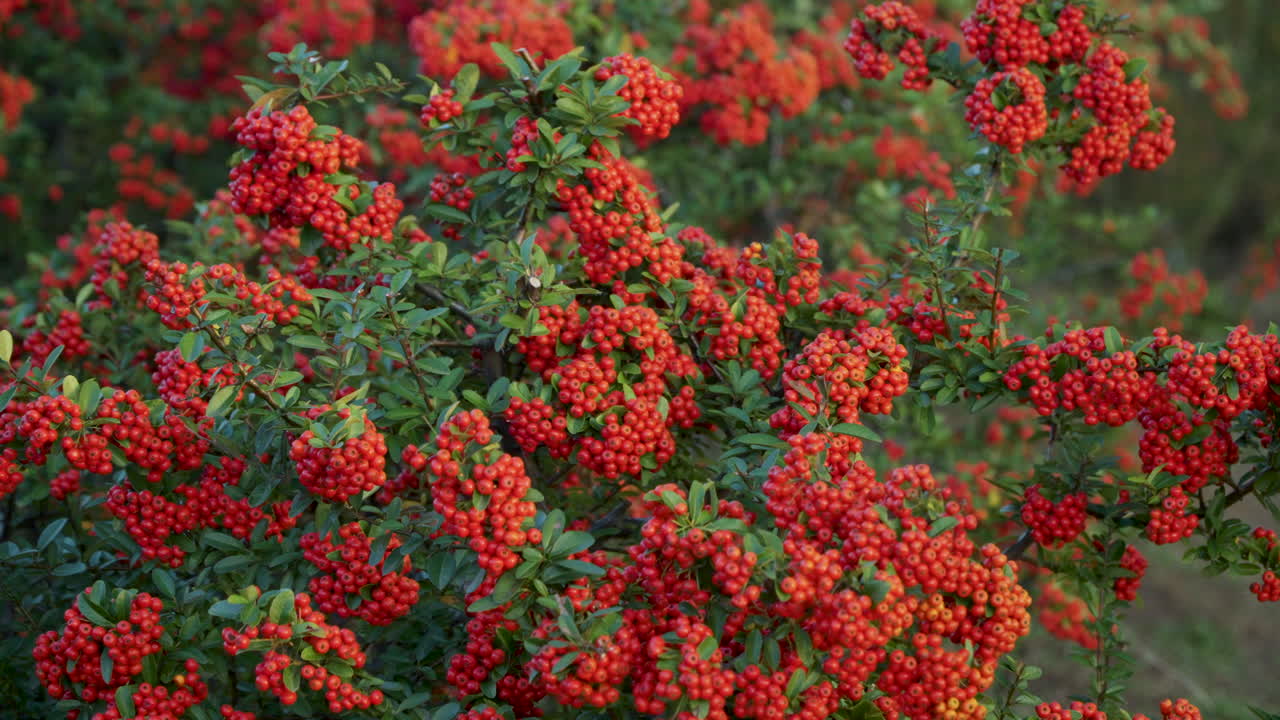Firethorn Plant With Red Berry-like Pome Fruits At Gaetgol Ecological Park In Siheung, South Korea